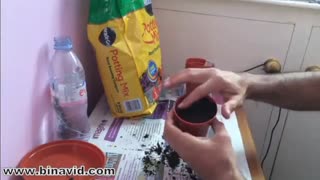 نحوه کاشت سبزی نعناء در گلدان