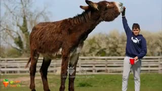 دانستنی های جالب درباره الاغ ها