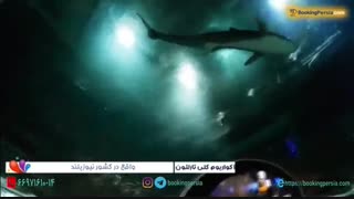 اکواریوم کلی تارلتون در اوکلند نیوزلند ، شهری زیر آب - بوکینگ پرشیا bookingpersia