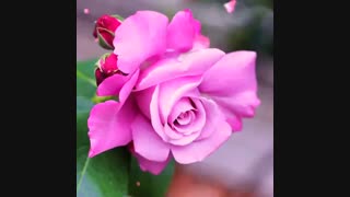 آینم فیکه...