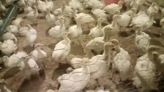 فروش جوجه بوقلمون 1ماهه09131007689