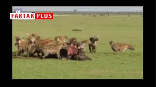 شیرها همیشه شیر نیستند، خصوصا در برابر کفتارها!