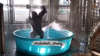 دوبله طنز گوریل گرمای تابستان