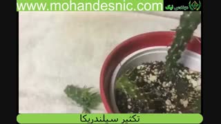 تکثیر سیلندریکا