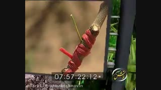 پیوند درخت پسته