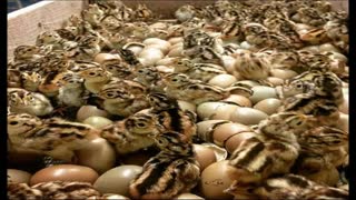 فروش تخم نطفه دار قرقاول در نژادهای بلژیکی و لیمویی