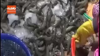 دستگیری گروهی چینی که در حال ساخت میگو با موادشیمیایی هستند!