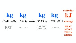 The mathematics of weight loss | Ruben Meerman | TEDxQUT (edited version)
