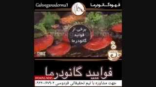گانودرما و فوایید و خاصیت آن