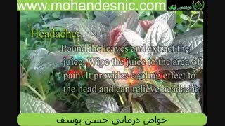 خواص درمانی حسن یوسف