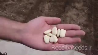 آموزش کاشت بذر لوبیا سفید والنسیا