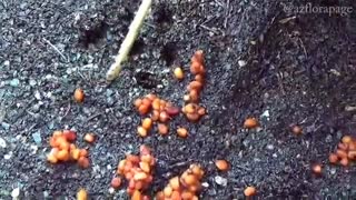 مراحل کاشت بذر سیکلامین یا نگون سار ایرانی