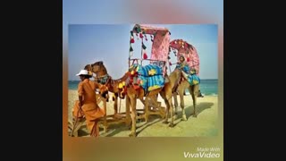شتر سواری در کیش