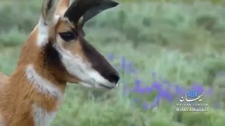 سریع‌ترین جانداران جهان