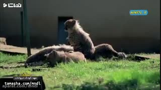 مستند_مهد_کودک_حیوانات_با_دوبله_فارسی_-_قسمت_1_auto