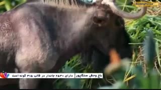 باغ وحش سنگاپور، خانه ببرهای سفید و شیرهای طلایی -بوکینگ پرشیا