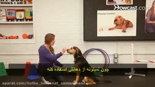 ویدیوی آموزش دست دادن به سگ
