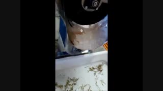 انگور گیر