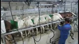 انواع دستگاه شیردوش ثابت و سیار _  روان شیردوش کویر