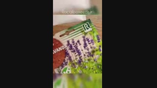 آموزش کاشت بذر اسطوخودوس در گلدان