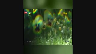 ترانه خراسانی می رسه لحظه دیدار