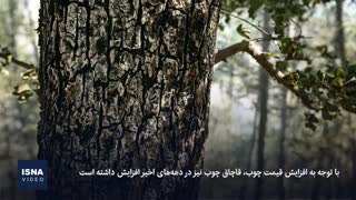قاچاق چوب، درختان شمال را نشانه رفته است
