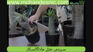 سرزنی نخل ماداگاسکار