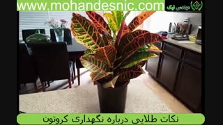 شرایط نگهداری کروتون