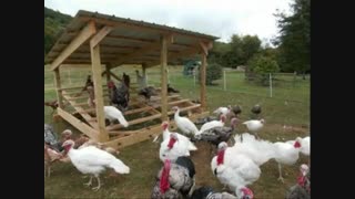 فروش تخم نطفه دار بوقلمون با بهترین کیفیت و تضمینی