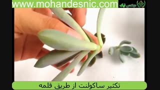 تکثیر ساکولنت از طریق قلمه