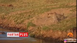 جدال دیدنی پلنگ گرسنه با تمساح آفریقایی بر سر طعمه