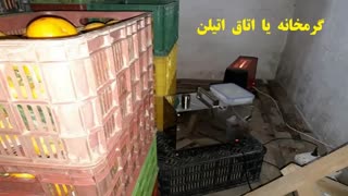 اتیلن میوه