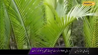 جنگل زیبای سونداربانس با تنوع زیستی در مرز هند و بنگلادش - بوکینگ پرشیا