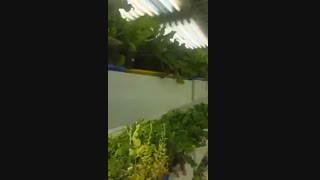 اتاق رشد گیاه