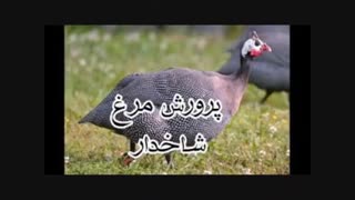 تخم مرغ شاخدار درجه یک اسیاطیور