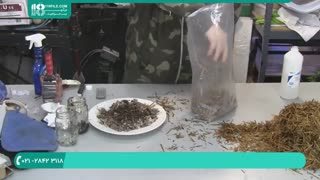 آموزش پرورش قارچ