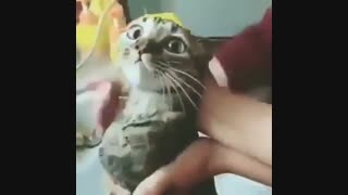 سلام من برگشتم