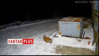 وحشت اهالی یک روستا از حمله احتمالی ببر