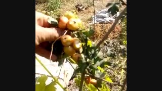 زالزالک- نهال زالزالک- نهالستان پارس 09152157465