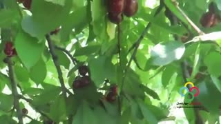 چگونه گیلاس صادراتی را از گیلاس غیر صادراتی تشخیص بدهیم؟