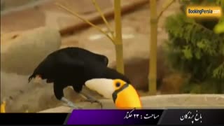 باغ پرندگان لویزان، جایگاه زیباترین پرندگان ایران - بوکینگ پرشیا