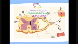 بهترین مرکز تخصصی کاردرمانی در البرز 09121623463|هفت تیر چهارراه مصباح خیابان عادلی
