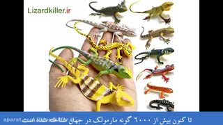 شناخت مارمولک ها
