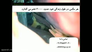 معرفی مگس ها