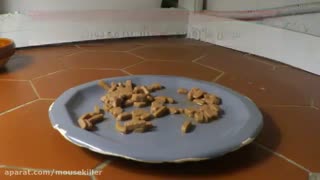 آیا می دانید بهترین طعمه برای کشتن موش چیست؟