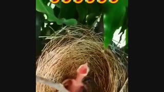 اعتراف خنده دار
