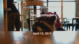 کافه‌ی راکون‌ها در سئول