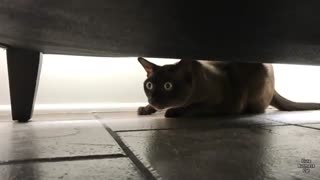 واکنش گربه به آژیر خطر!