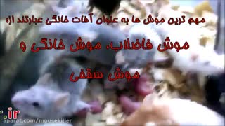 موش ها را چگونه از بین ببریم؟