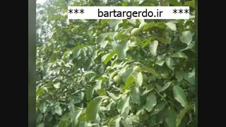 خرید انواع نهال گردو باکیفیت با بهترین باردهی | 09141832393